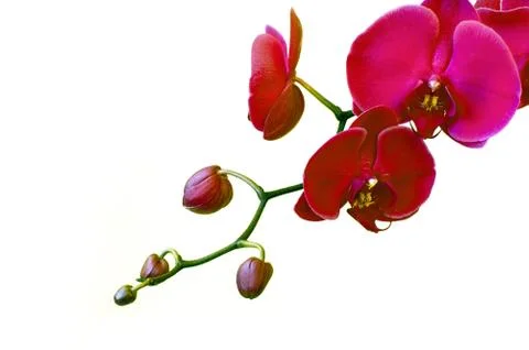Pink orchids Stock Photos