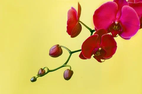 Pink orchids Stock Photos