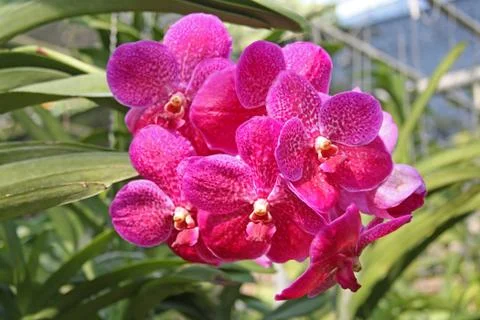 Pink orchids Stock Photos