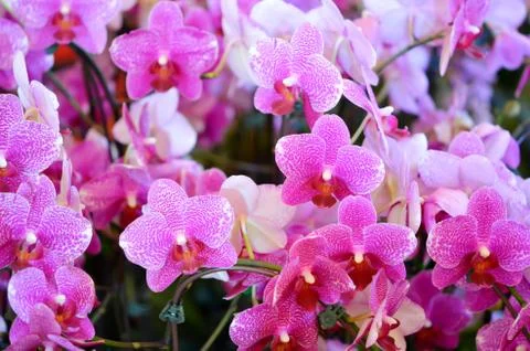 Pink orchids 스톡 사진