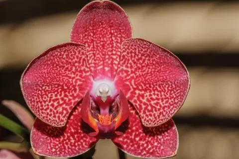 Pink orchids Stock Photos