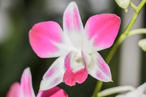 Pink orchids Fotos Stock