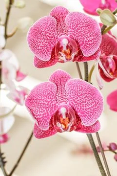 Pink orchids Fotos Stock