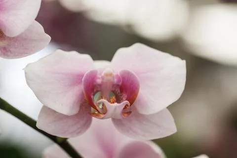 Pink orchids Foto stock