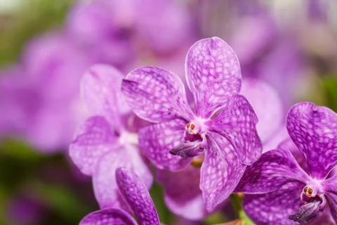 Pink orchids Stockfoto's