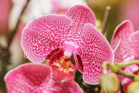 Pink orchids Photos