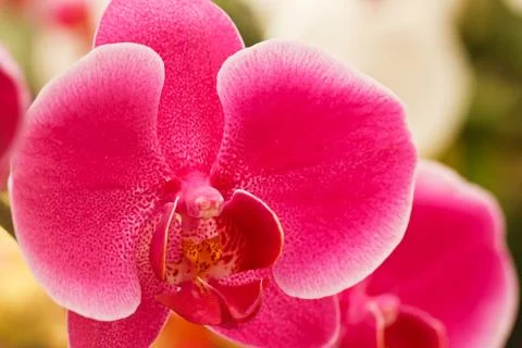 Pink orchids . Stock Photos