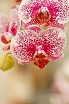 Pink Orchids . Stock Photos