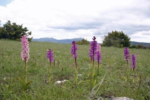 Pink orchids 스톡 사진