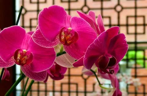 Pink orchids 写真素材