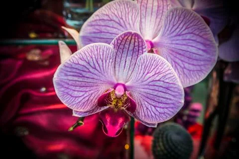 Pink Orchids Stock Photos