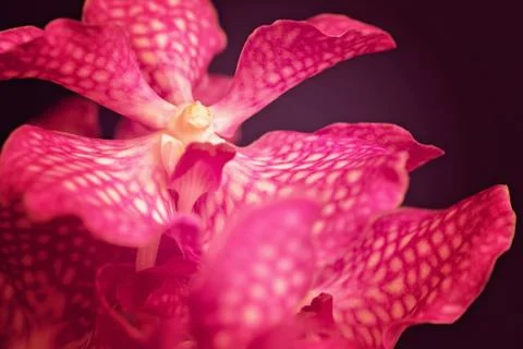 Pink orchids Free Stock Photos