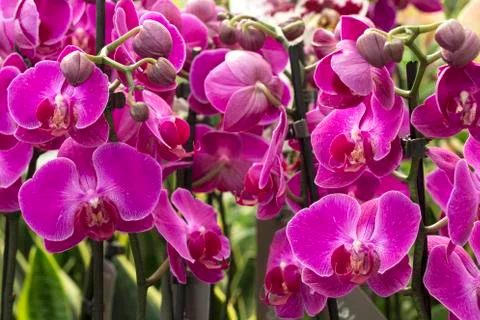 Pink orchids Stockfoto's