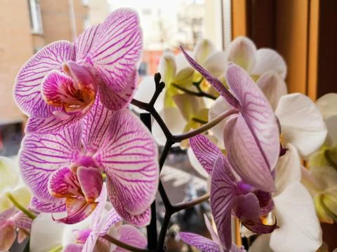 Pink Orchids Stock Photos