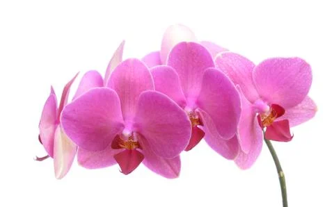 Pink orchids Stock Photos