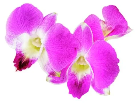 Pink orchids Stock Photos