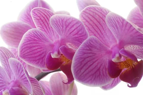 Pink Orchids Stock Photos