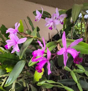 Pink orchids Stock Photos