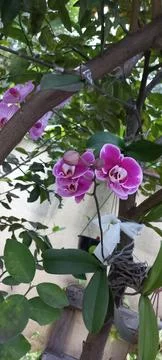 Pink Orchids on Tree Trunk Stock Photos