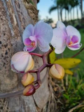 Pink orchids on tree trunk Stock Photos