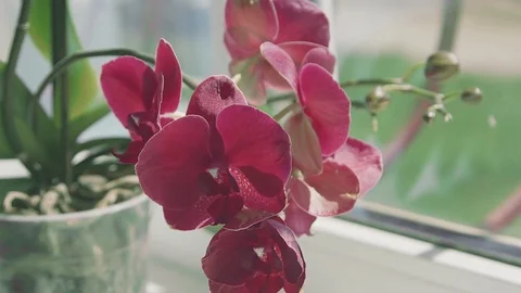 Pink orchids in a vase on a windowsill Stock Footage 75323361