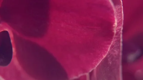 Pink orchids in a vase on a windowsill macro Stock Footage 75324444