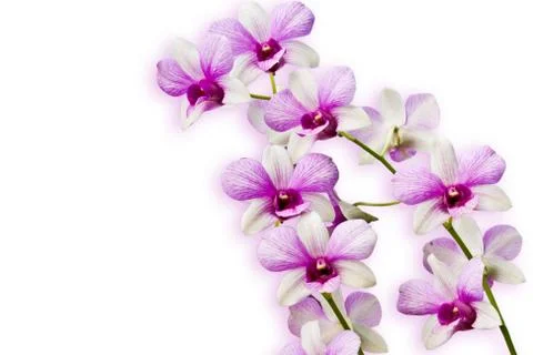 Pink Orchids on white background(This Image contains clipping pa Stock Photos