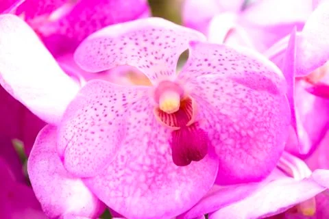 Pink orchids(vanda) Stock Photos