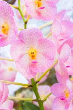 Pink orchids(vanda) Stock Photos