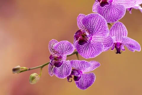 Pink orchis Stock Photos