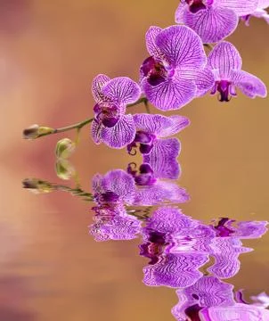 Pink orchis Stock Photos