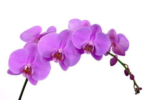 Pink orchis Stock Photos