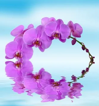 Pink orchis Stock Photos