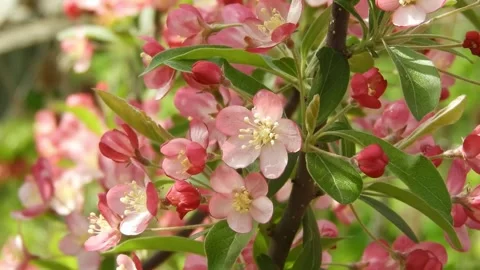 Pink ornamental apple tree blossoms fluttering in spring breeze Stock Footage 324913653