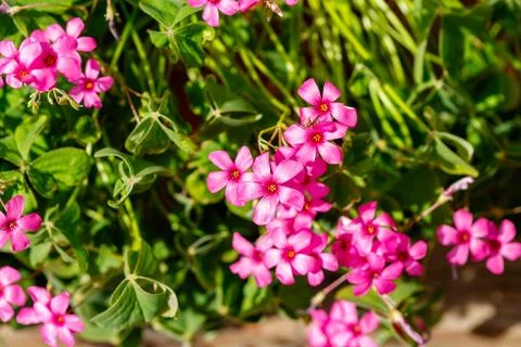 Pink oxalis triangularis flowers blooming in a vibrant garden Stock Photos