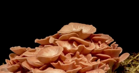 Pink oyster mushroom djamor pleurotus time lapse growing on black Stock Footage