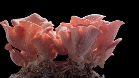 Pink oyster mushrooms growing on black background time lapse in 4 day Stock Footage