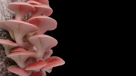 Pink oyster mushrooms growing on a black background, time lapse 4k video Stock Footage 256644053