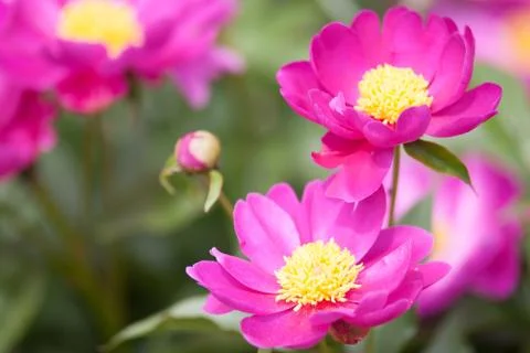 Pink paeonia lactiflora Stock Photos