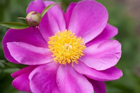 Pink paeonia lactiflora Stock Photos