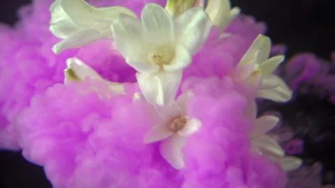 Pink Paint On White Flower Stock Footage 94330168