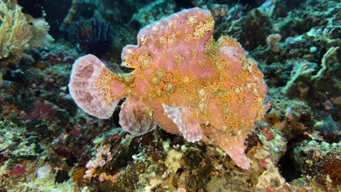 A pink Painted frogfish swims parallel to the coral reef with seemingly clumsy Video stock 320551951