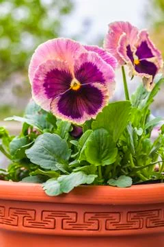 Pink pansies Stock Photos