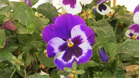 Pink pansies on a wind Stock Footage 94872172