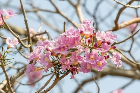 Pink pantip tree Stock Photos