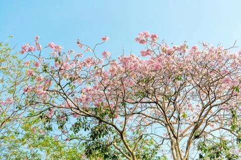 Pink pantip tree Foto stock