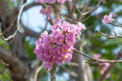 Pink pantip tree Stock Photos