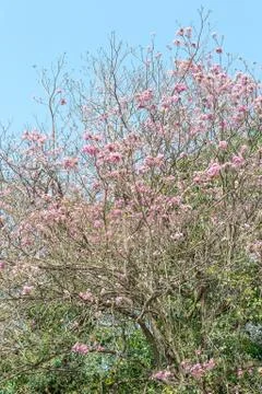 Pink pantip tree Stock Photos