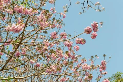 Pink pantip tree Stock Photos