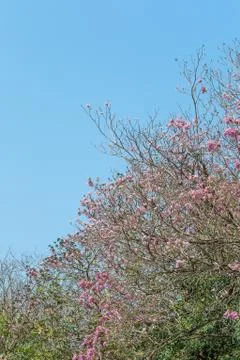 Pink pantip tree Stock Photos